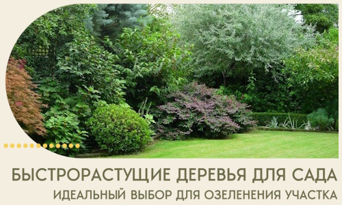 Быстрорастущие деревья для сада идеальный выбор в Кунгуре