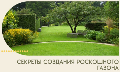 Секреты создания роскошного газона в Кунгуре